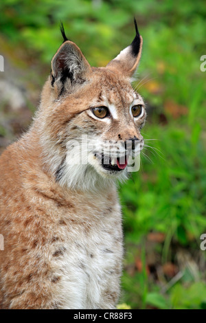 Eurasian (Lynx Lynx lynx), ritratto, femmina, adulto, Montana, USA, America del Nord Foto Stock