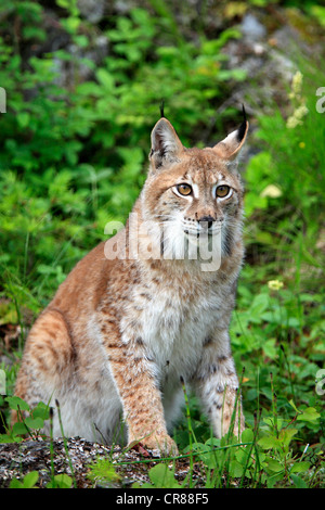 Eurasian (Lynx Lynx lynx), femmina, adulto, Montana, USA, America del Nord Foto Stock