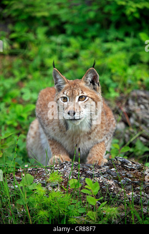 Eurasian (Lynx Lynx lynx), femmina, adulto, Montana, USA, America del Nord Foto Stock