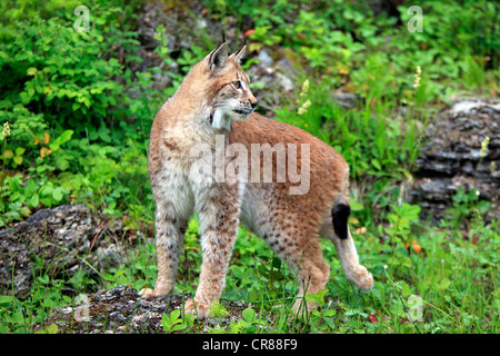 Eurasian (Lynx Lynx lynx), femmina, adulto, Montana, USA, America del Nord Foto Stock