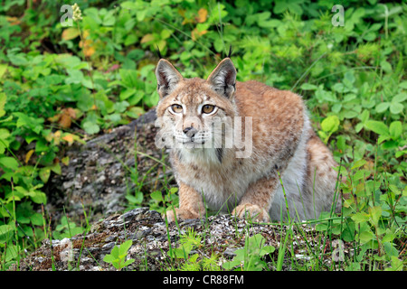 Eurasian (Lynx Lynx lynx), femmina, adulto, Montana, USA, America del Nord Foto Stock