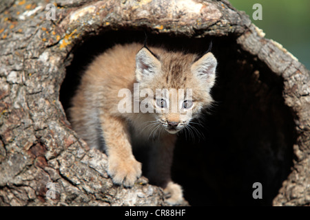 Canada (Lynx Lynx canadensis), giovane, otto settimane, Den, il tronco di albero, Montana, USA, America del Nord Foto Stock