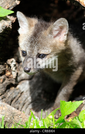 Gray Fox (Urocyon cinereoargenteus), kit, nove settimane, guardando fuori del tronco di un albero, Montana, USA, America del Nord Foto Stock