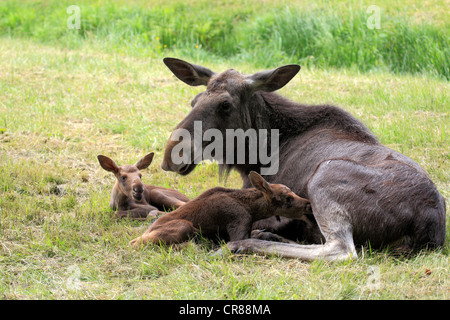 Eurasian elks, alci (Alces alces), mucca alci e due vitelli, Scandinavia, Europa Foto Stock