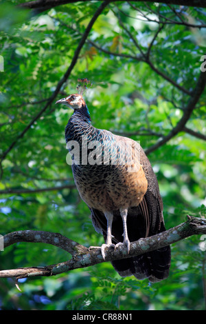 Peafowl indiano (Pavo cristatus), Adulto, femmina, albero, Singapore, Sud-est asiatico Foto Stock