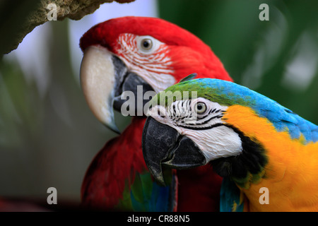 Rosso-verde Macaw (Ara chloroptera) e blu e giallo Macaw (Ara ararauna), Ritratto, trovati in Sud America, Singapore Foto Stock