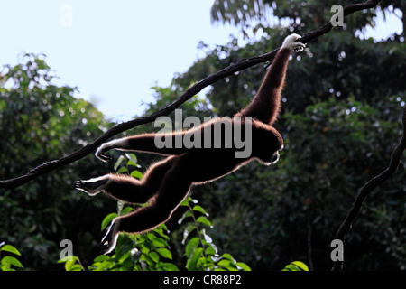 Lar o bianco-consegnato gibbone (Hylobates lar) sulla struttura ad albero, Singapore, Asia Foto Stock