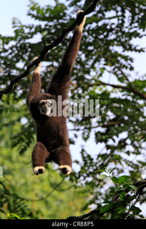 Lar o bianco-consegnato gibbone (Hylobates lar) sulla struttura ad albero, Singapore, Asia Foto Stock