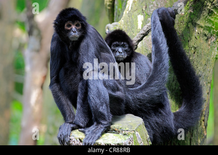 Guiana scimmie ragno o rosso-nero fronte scimmie ragno (Ateles paniscus), su albero, Singapore, Asia Foto Stock