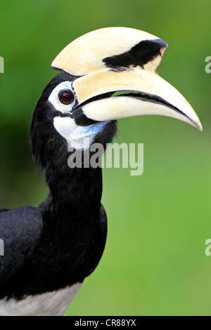 Oriental Pied Hornbill (Anthracoceros albirostris), Adulto, ritratto, Labuk Bay, Sabah Borneo, Malaysia, Asia Foto Stock