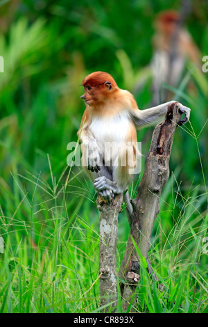 Proboscide di scimmia o a becco lungo (scimmia Nasalis larvatus), giovane, Labuk Bay, Sabah Borneo, Malaysia, Asia Foto Stock