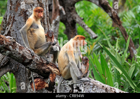 Proboscide scimmie o a becco lungo le scimmie (Nasalis larvatus), sul gruppo albero, madre con i giovani, Labuk Bay, Sabah Borneo, Malaysia Foto Stock