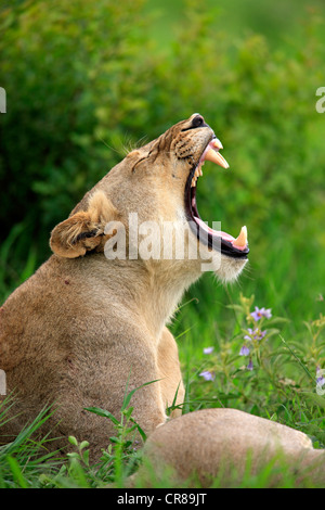 Leonessa (Panthera leo), sbadigli, ritratto, Sabi Sabi Game Reserve, Kruger National Park, Sud Africa e Africa Foto Stock