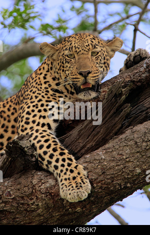 Leopard (Panthera pardus), Adulto su un albero, riposo, ritratto, Sabi Sabi Game Reserve, Kruger National Park, Sud Africa Foto Stock