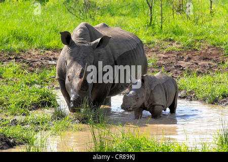 Rinoceronte bianco o piazza a labbro rinoceronte (Ceratotherium simum), femmina e vitello bevendo al foro per l'acqua Foto Stock