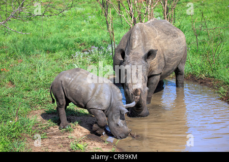 Rinoceronte bianco o piazza a labbro rinoceronte (Ceratotherium simum), femmina e vitello bevendo al foro per l'acqua Foto Stock