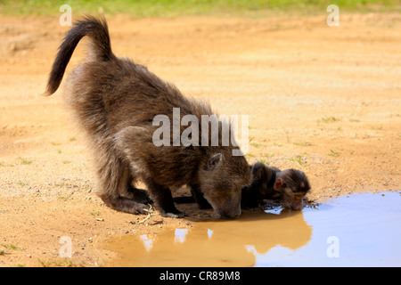 Chacma Baboon o Cape babbuino (Papio ursinus), madre e cub, bere, la Penisola del Capo, in Sud Africa e Africa Foto Stock