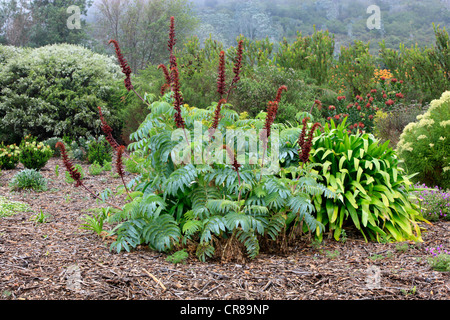 Il miele Bush (Melianthus major), Kirstenbosch National Botanical Garden, Cape Town, Sud Africa e Africa Foto Stock