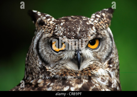 Individuato il gufo reale (Bubo africanus), ritratto, Sud Africa e Africa Foto Stock