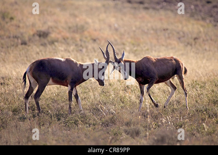 Due Bontebok (Damaliscus dorcas dorcas) maschi combattimenti, Mountain Zebra National Park, Sud Africa e Africa Foto Stock