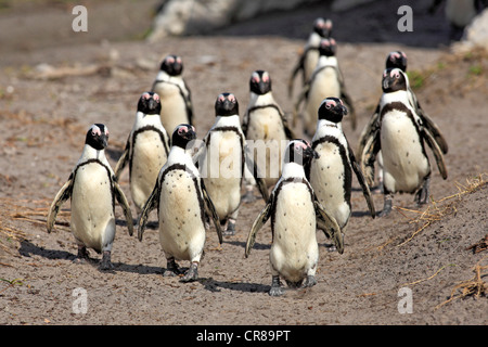 Gruppo di Pinguini africani o nero-footed pinguini (Spheniscus demersus) camminando lungo una spiaggia, Betty's Bay, Sud Africa Foto Stock