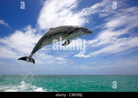 Il tursiope o delfino maggiore (Tursiops truncatus), Adulto, salta fuori del mare, Roatan, Honduras, dei Caraibi e America centrale Foto Stock