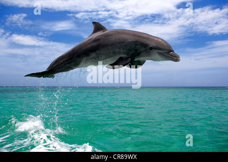 Il tursiope o delfino maggiore (Tursiops truncatus), Adulto, salta fuori del mare, Roatan, Honduras, dei Caraibi e America centrale Foto Stock