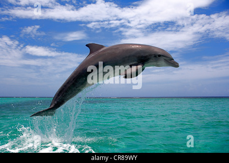 Il tursiope o delfino maggiore (Tursiops truncatus), Adulto, salta fuori del mare, Roatan, Honduras, dei Caraibi e America centrale Foto Stock