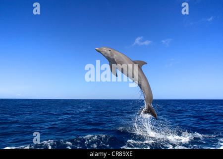 Il tursiope o delfino maggiore (Tursiops truncatus), Adulto, salta fuori del mare, Roatan, Honduras, dei Caraibi e America centrale Foto Stock