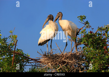 Cicogna in legno (Mycteria americana), uccelli adulti nel nido, Florida, Stati Uniti d'America, America Foto Stock