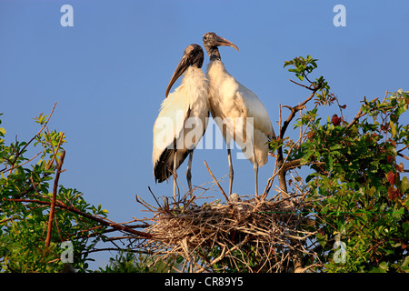 Cicogna in legno (Mycteria americana), adulti e giovani di uccelli nel nido, Florida, USA, America Foto Stock