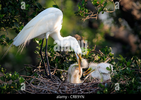 Grande Garzetta (Egretta alba), uccello adulto alimentazione dei giovani nel nido, Florida, Stati Uniti d'America, America Foto Stock