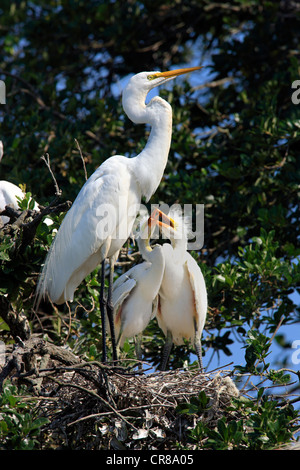 Grande Garzetta (Egretta alba), Florida, Stati Uniti d'America, uccelli giovani Elemosinare il cibo da un uccello adulto nel nido Foto Stock