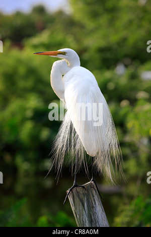 Grande Garzetta (Egretta alba), Adulto, arroccato, allevamento del piumaggio, Florida, Stati Uniti d'America, America Foto Stock