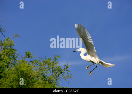 Snowy Garzetta (Egretta thuja), Adulto, volare, Florida, USA, America Foto Stock