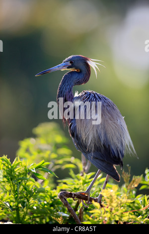 Airone tricolore (Egretta tricolore), Adulto su albero, Florida, Stati Uniti d'America Foto Stock