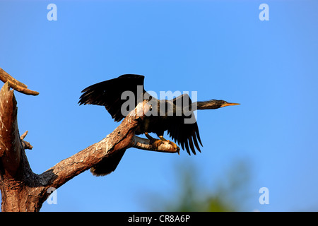 Snakebird o Darter (Anhinga anhinga), Adulto arroccato, Orlando, Florida, USA, America Foto Stock