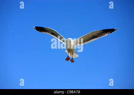 Gabbiano occidentale (Larus occidentalis), Adulto, volare, Monterey, California, USA, America Foto Stock