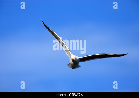 Gabbiano occidentale (Larus occidentalis), Adulto, volare, Monterey, California, USA, America Foto Stock