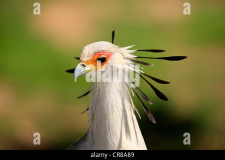 Secretarybird o Segretario Bird (Sagittarius serpentarius), Adulto, ritratto, Africa Foto Stock