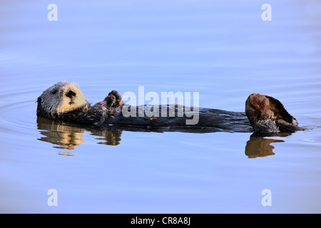 Le lontre marine (Enhydra lutris), Adulto, femmina, in acqua, Monterey, California, Stati Uniti d'America Foto Stock