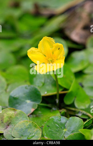 Orlata di acqua-lily, giallo Floating-cuore, acqua frangia (Nymphoides peltata), fiore in un laghetto in giardino Foto Stock