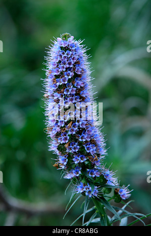 L'orgoglio di Madeira (echium candicans), fioritura, CALIFORNIA, STATI UNITI D'AMERICA Foto Stock