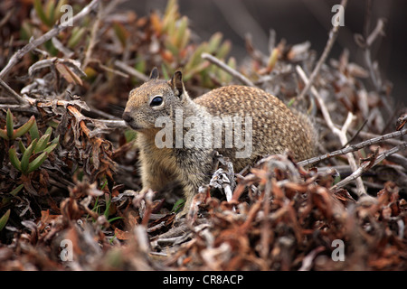 La massa della California scoiattolo (Spermophilus beecheyi), Adulto, alert Monterey, California, USA, America Foto Stock