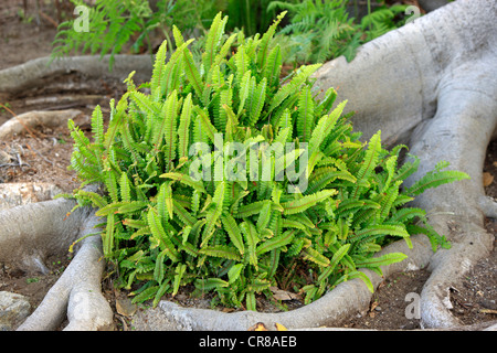 La staghorn comune felce o elkhorn fern (Platycerium), epiphytic plant, California, USA, America Foto Stock
