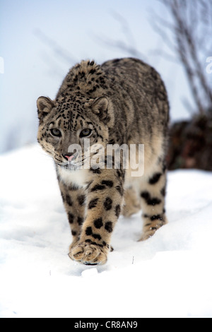 Snow Leopard (Uncia uncia), Adulto, passeggiate, neve, in inverno, Asia Foto Stock