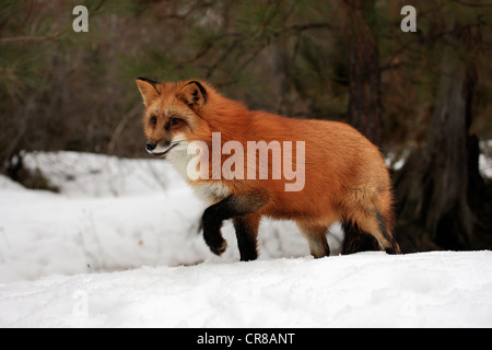 Red Fox (Vulpes vulpes vulpes), Adulto, foraggio, neve, in inverno, Montana, USA Foto Stock