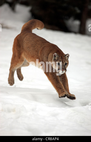 Cougar (Felis concolor), Adulto, jumping, caccia, neve, in inverno, Montana, USA Foto Stock