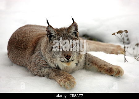 Eurasian (Lynx Lynx lynx), Adulto, giacente nella neve, in inverno, Montana, USA Foto Stock