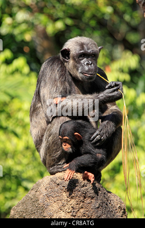 Uno scimpanzé (Pan troglodytes troglodytes), femmina adulti con i giovani, Africa Foto Stock